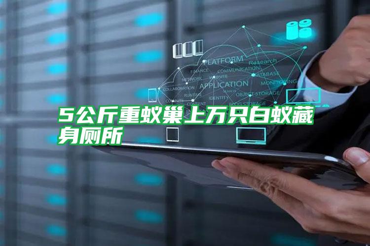 5公斤重蟻巢上萬(wàn)只白蟻藏身廁所