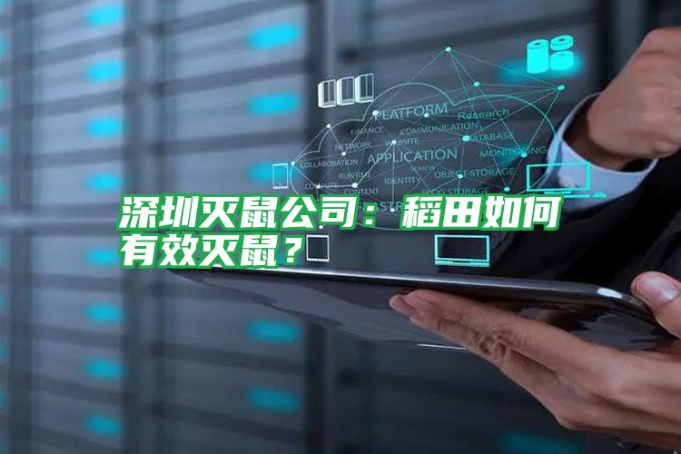 深圳滅鼠公司：稻田如何有效滅鼠？