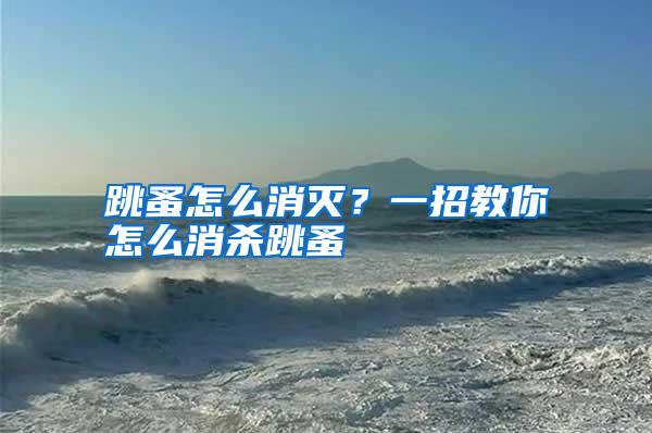 跳蚤怎么消滅？一招教你怎么消殺跳蚤