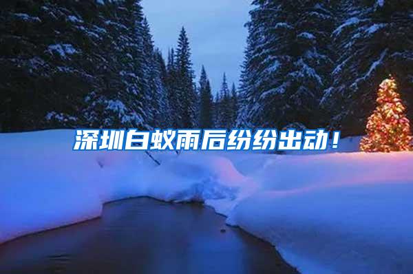 深圳白蟻雨后紛紛出動！