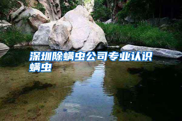 深圳除螨蟲(chóng)公司專(zhuān)業(yè)認(rèn)識(shí)螨蟲(chóng)