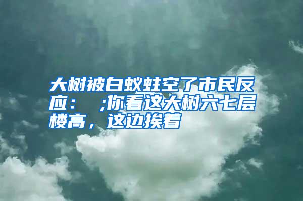 大樹(shù)被白蟻蛀空了市民反應(yīng): ;你看這大樹(shù)六七層樓高,這邊挨著