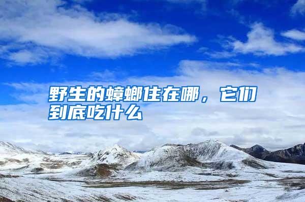 野生的蟑螂住在哪，它們到底吃什么