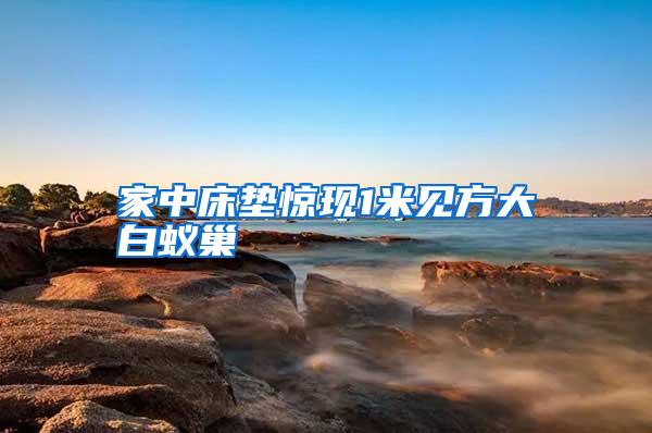 家中床墊驚現(xiàn)1米見方大白蟻巢