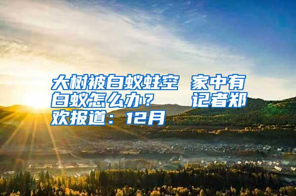 大樹被白蟻蛀空 家中有白蟻怎么辦? 記者鄭歡報道:12月