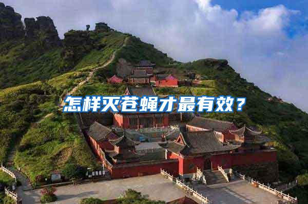 怎樣滅蒼蠅才最有效？