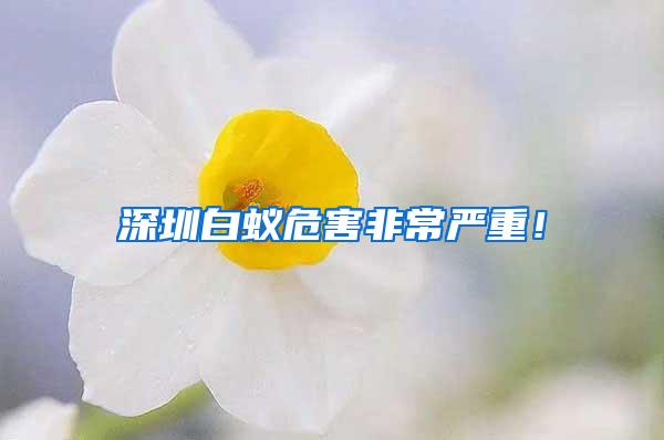 深圳白蟻危害非常嚴重！