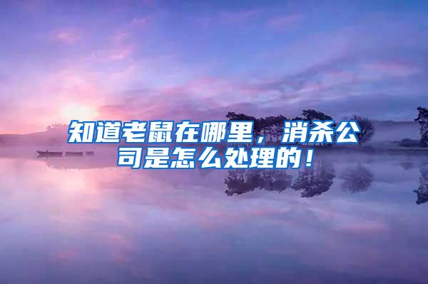 知道老鼠在哪里，消殺公司是怎么處理的！