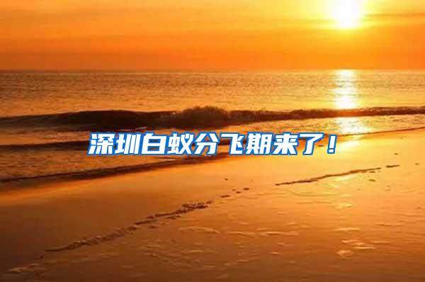 深圳白蟻分飛期來(lái)了！