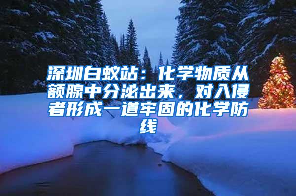 深圳白蟻站：化學物質從額腺中分泌出來，對入侵者形成一道牢固的化學防線