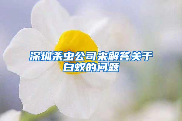 深圳殺蟲公司來(lái)解答關(guān)于白蟻的問題