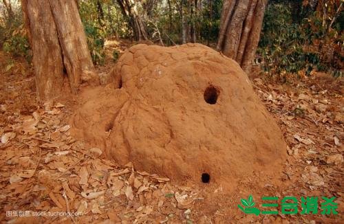 白蟻防治費(fèi)用,滅白蟻殺白蟻公司 防治白蟻,白蟻防治方法